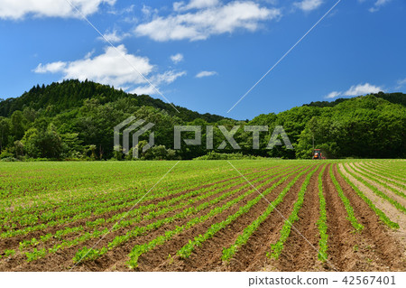 拍攝仲夏的風景，用拖拉機清除北海道Otobe鎮的紅豆田 42567401