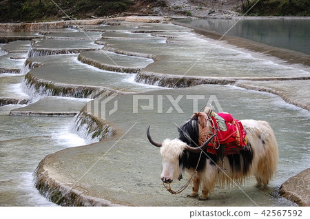 At the white water river 42567592