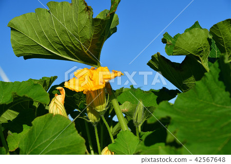 在北海道的Esashi拍攝南瓜田的夏天景觀 42567648