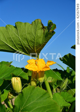 在北海道的Esashi拍攝南瓜田的夏天景觀 42567649