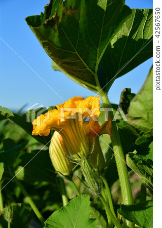 在北海道的Esashi拍攝南瓜田的夏天景觀 42567650