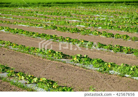Shoot the landscape of the summer of pumpkin fields with flowers in Esashi, Hokkaido Shoot the landscape of the summer of pumpkin fields with flowers in Esashi, Hokkaido 42567656