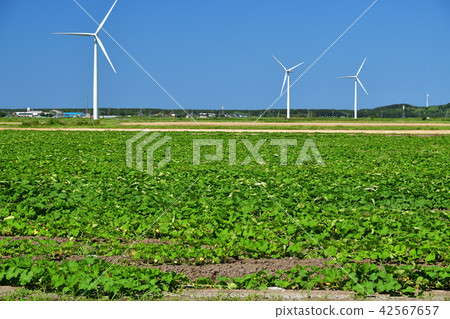在北海道的Esashi拍攝南瓜田的夏天景觀 42567657