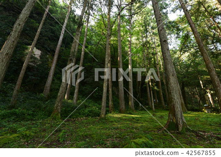 Forest and moss on the premises of Namiretsu Fudo Forest and moss on the premises of Namiretsu Fudo 42567855