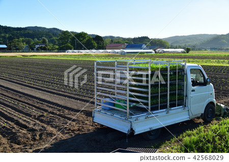 拍攝在北海道Esashi-cho進行移植西蘭花幼苗的夏季景觀 拍攝在北海道Esashi-cho進行移植西蘭花幼苗的夏季景觀 42568029