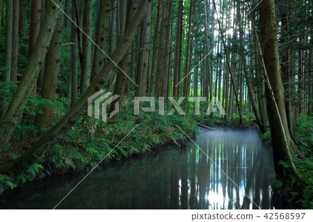 Ushidogawa River in summer 42568597