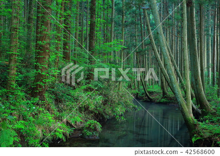 Ushidogawa River in summer Ushidogawa River in summer 42568600