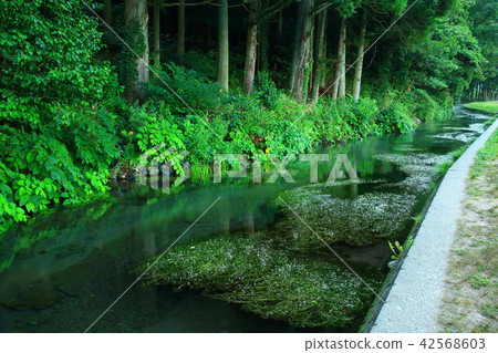 Ushidogawa River in summer 42568603