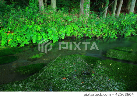 Ushidogawa River in summer Ushidogawa River in summer 42568604