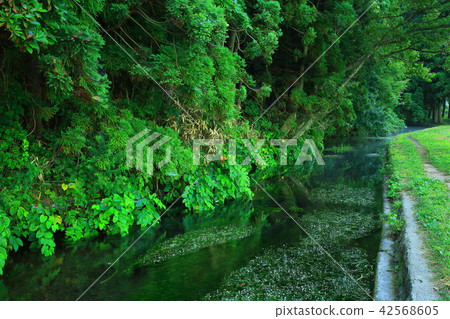 Ushidogawa River in summer Ushidogawa River in summer 42568605