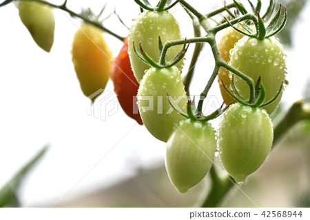 在家庭菜園的微型蕃茄 在家庭菜園的微型蕃茄 42568944