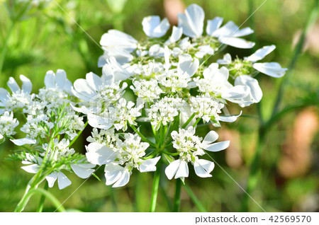 A photo taken of Orlaya that bloomed a beautiful, pretty, fine white flower in spring A photo taken of Orlaya that bloomed a beautiful, pretty, fine white flower in spring 42569570
