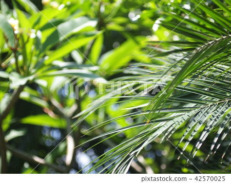 blur background from variety of green plant leaves 42570025