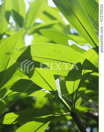 blur background from variety of green plant leaves blur background from variety of green plant leaves 42570026
