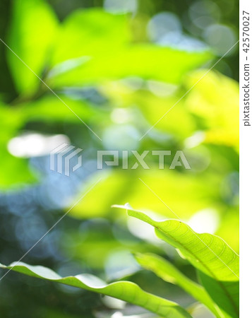 blur background from variety of green plant leaves 42570027