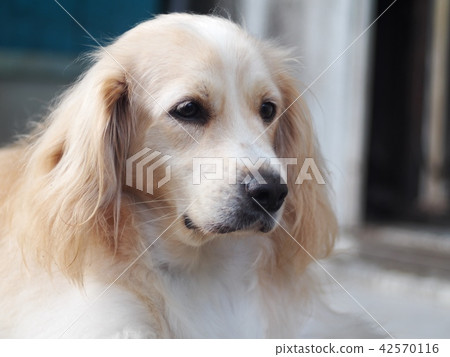 cute lovely white long hair handsome young dog cute lovely white long hair handsome young dog 42570116