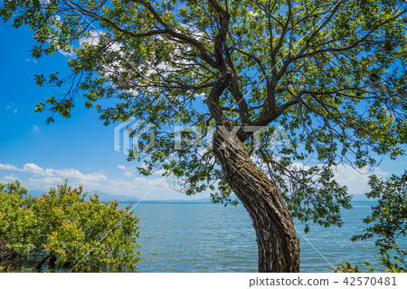 琵琶湖在夏天 琵琶湖在夏天 42570481