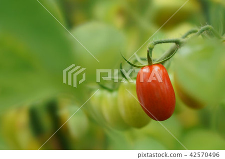 Mini Tomato Mini Tomato 42570496