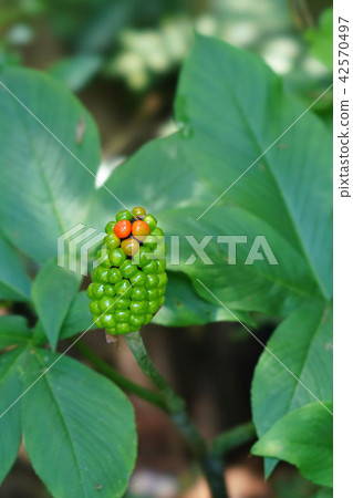 Fruit of Ten Nansho Fruit of Ten Nansho 42570497