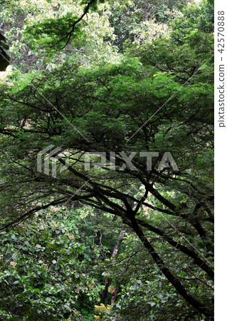 Trees in the forest with sunlight Trees in the forest with sunlight 42570888