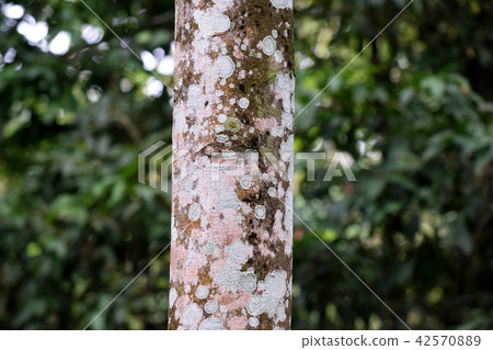 Detailed trees in the forest Detailed trees in the forest 42570889