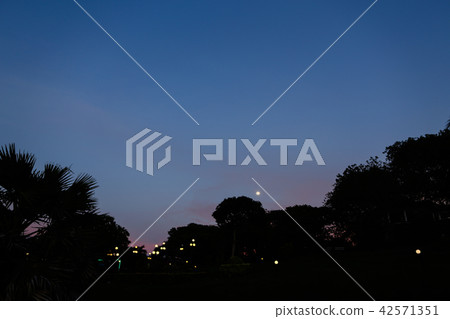 Evening sky and black trees silhouette, lanterns. Evening sky and black trees silhouette, lanterns. 42571351