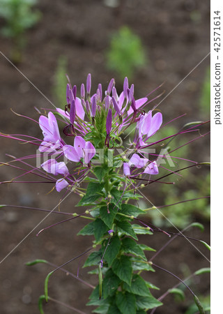 Hortus ossium Hortus ossium 42571614