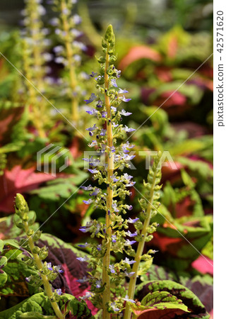 Kourisu Kourisu 42571620