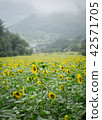 sunflower 42571705