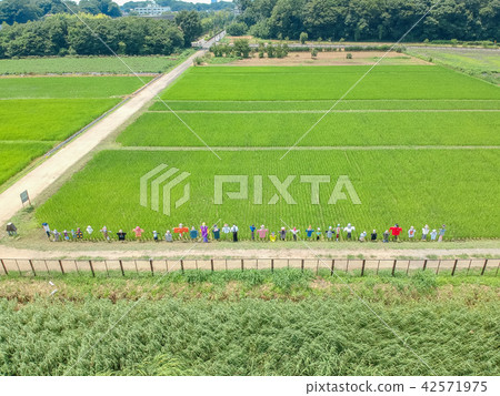 Aerial photograph Summer 's Numa rice paddy and plan dolls Aerial photograph Summer 's Numa rice paddy and plan dolls 42571975