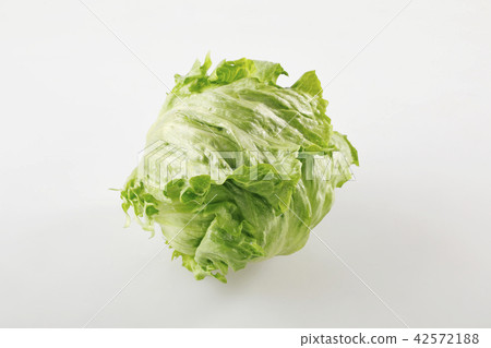 生菜 生菜 42572188