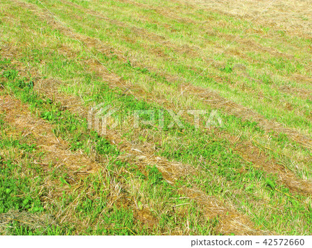 Rows of mown grass, haymaking time Rows of mown grass, haymaking time 42572660