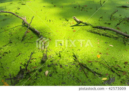 Freshness Green Duckweed Freshness Green Duckweed 42573009
