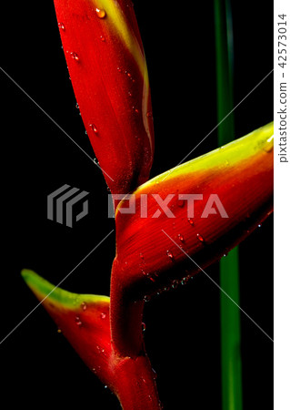 Hanging lobster claws in black background Hanging lobster claws in black background 42573014
