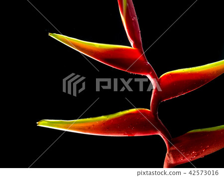 Hanging lobster claws in black background Hanging lobster claws in black background 42573016