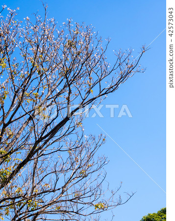 Dried pot of deciduous tree in autumn season Dried pot of deciduous tree in autumn season 42573043