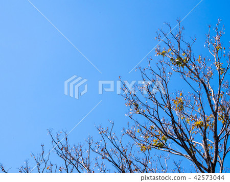 Dried pot of deciduous tree in autumn season Dried pot of deciduous tree in autumn season 42573044