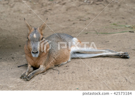 Patagonian mara resting at the ground Patagonian mara resting at the ground 42573184