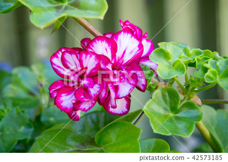 Royal pelargonium flowers Royal pelargonium flowers 42573185