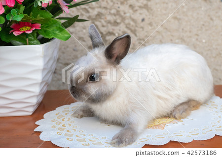 Easter bunny near spring wreath. Easter bunny near spring wreath. 42573186