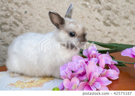 Easter bunny near spring wreath. Easter bunny near spring wreath. 42573187