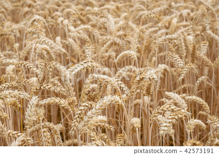 Wheat field. Golden ears of wheat on the field. Wheat field. Golden ears of wheat on the field. 42573191