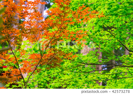 通向三德山三句寺和淀堂的道路（鳥取縣東北市三aku町三德町三德路）*圖片位於註釋部分 42573278