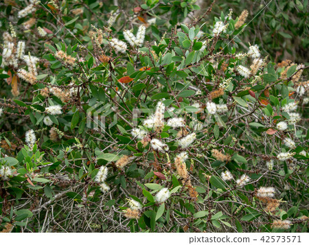 Cajuput tree, Milk wood, Paper bark tree 42573571