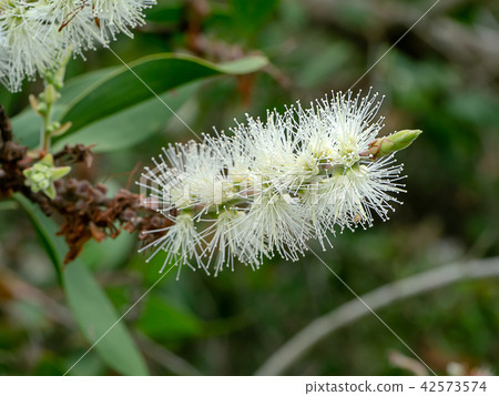 Cajuput tree, Milk wood, Paper bark tree 42573574