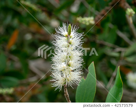 Cajuput tree, Milk wood, Paper bark tree 42573579