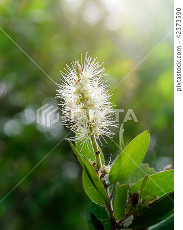 Cajuput tree, Milk wood, Paper bark tree 42573590