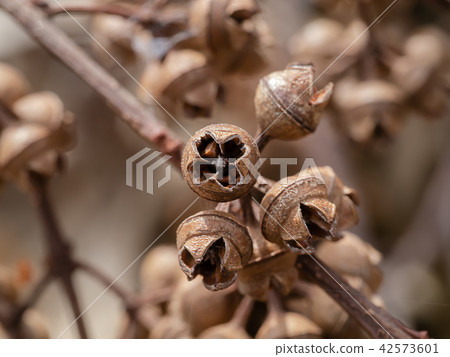 dry seeds of eucalyptus tree. 42573601