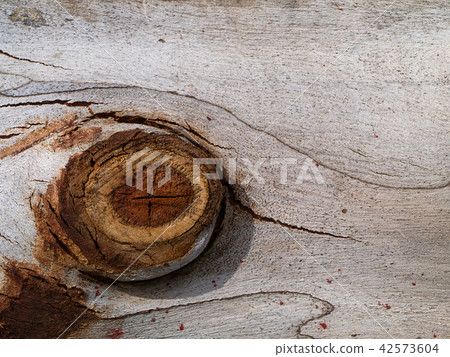 Surface bark of eucalyptus tree. 42573604
