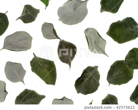 Dry leaves of Vitex trifolia 42573622